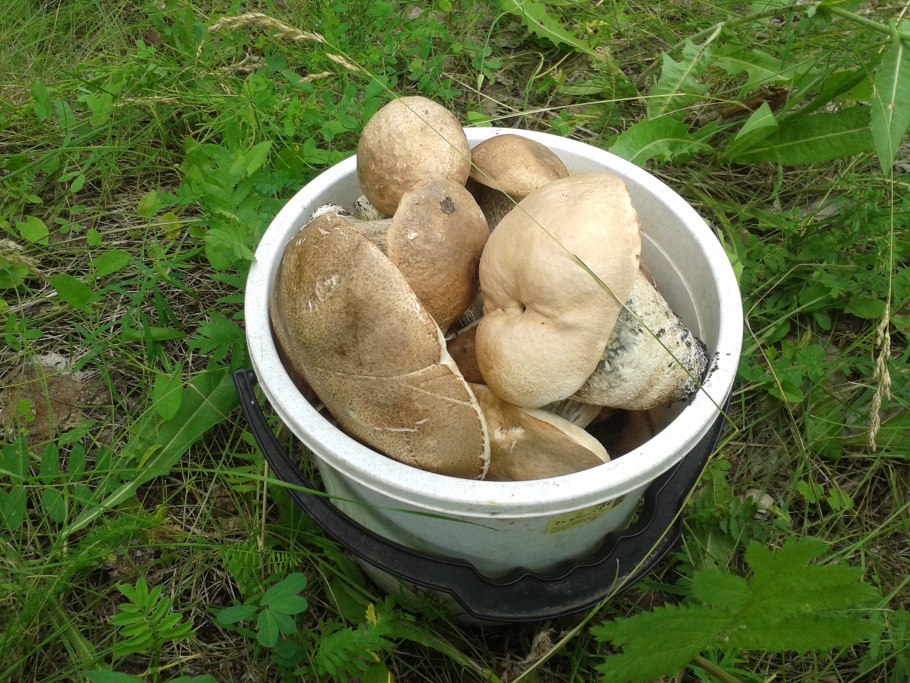 Грибное ведро