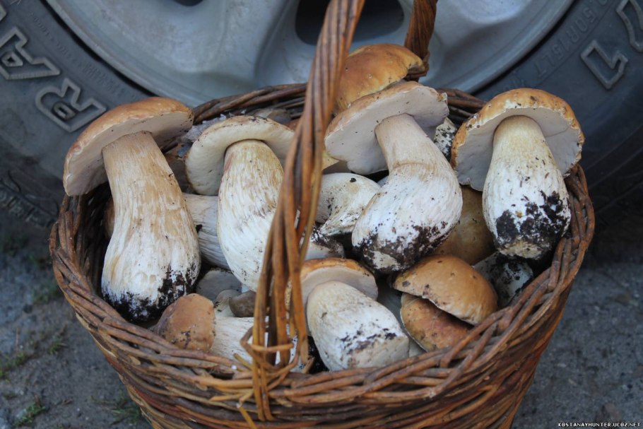 Грибное ведро
