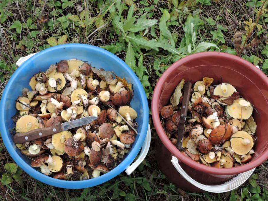 Грибы маслята в ведре