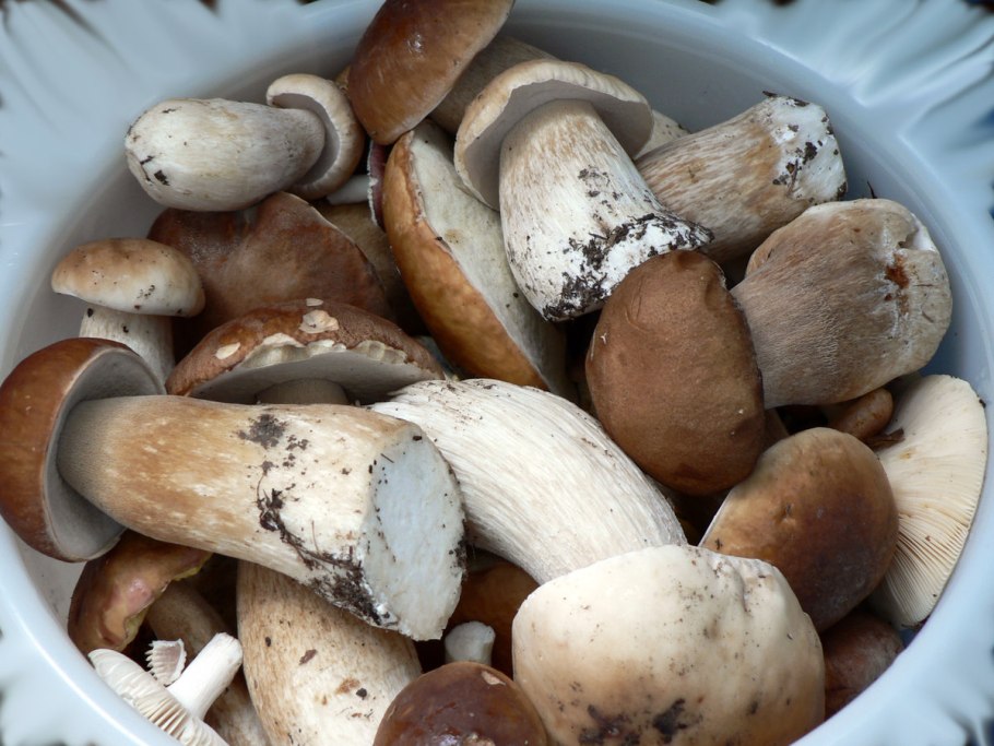 Белые грибы в ведре