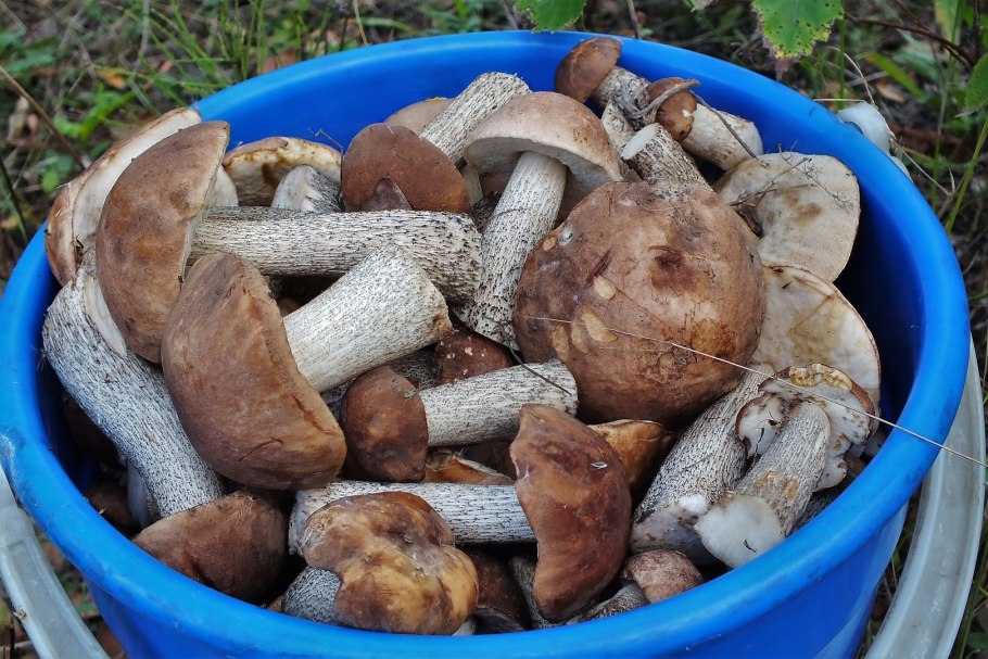 Ведро подберезовиков