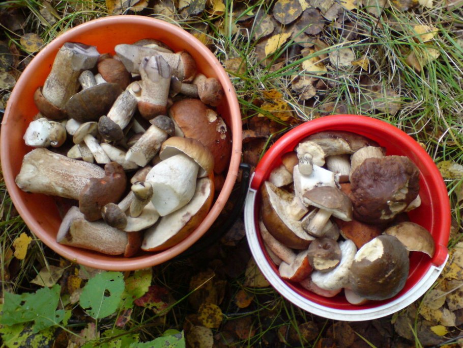 Ведро подберезовиков
