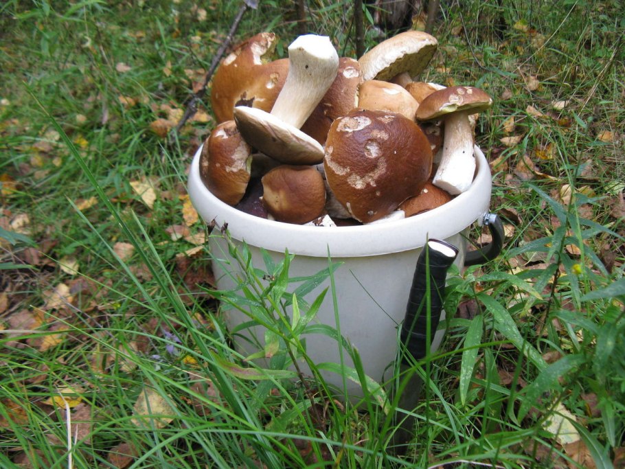 Ведерко для грибов