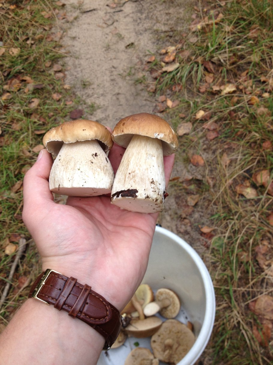 Подосиновики в ведре