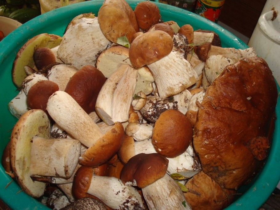Тазик грибов