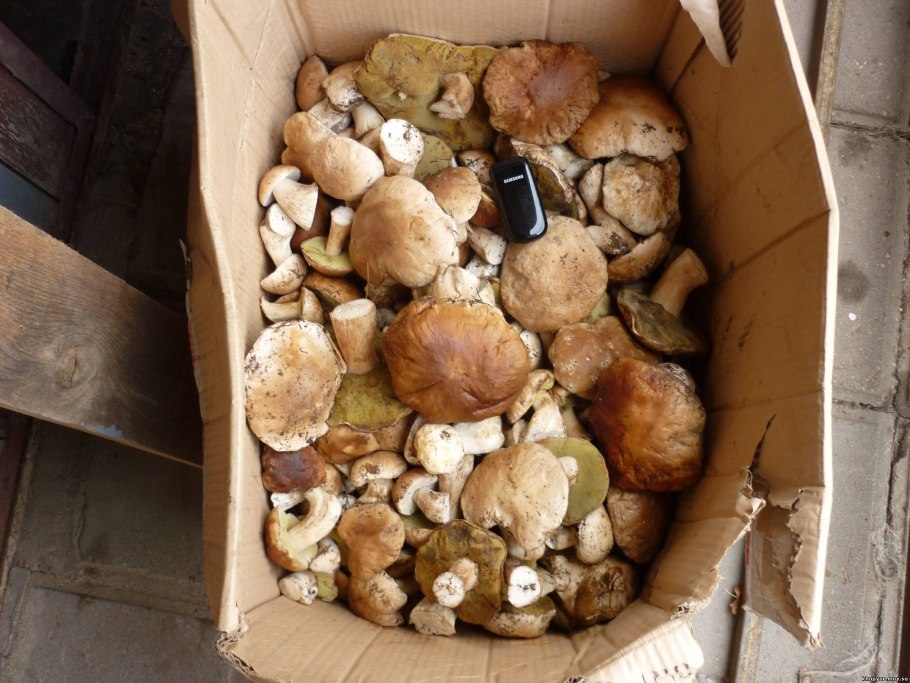 Ведро Грибное (белая коробка)