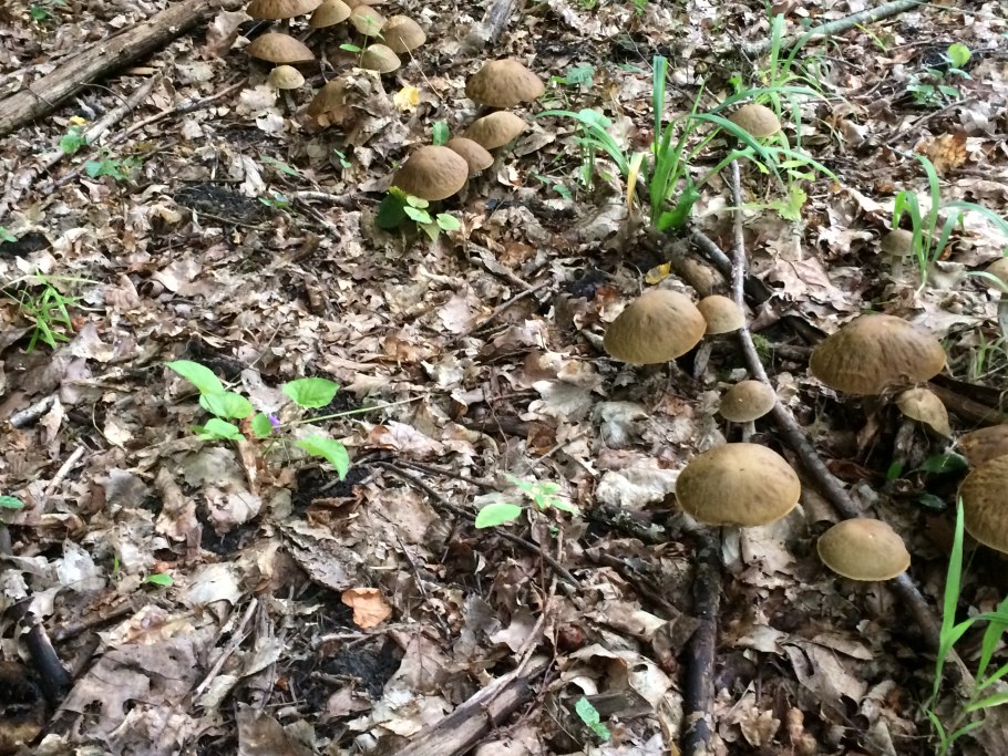 Много грибов