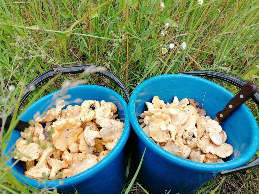 Грибы в ведре