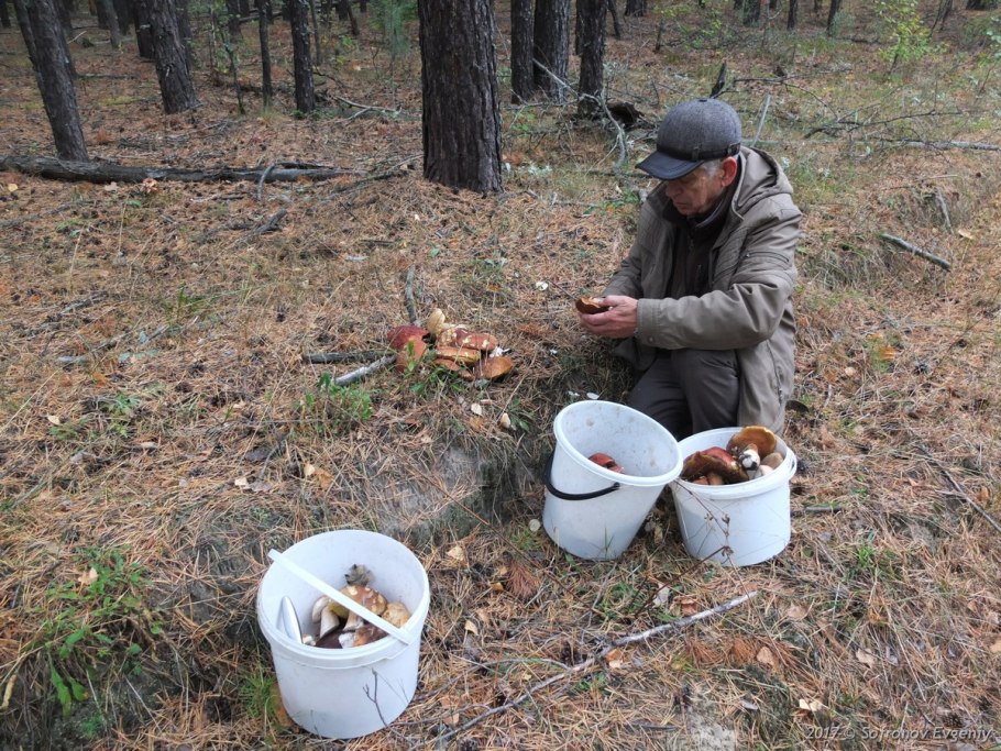 Ведерко с грибами
