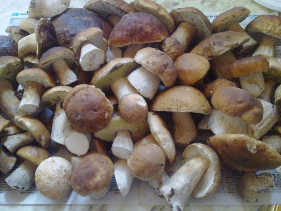 Белые грибы в ведре фото