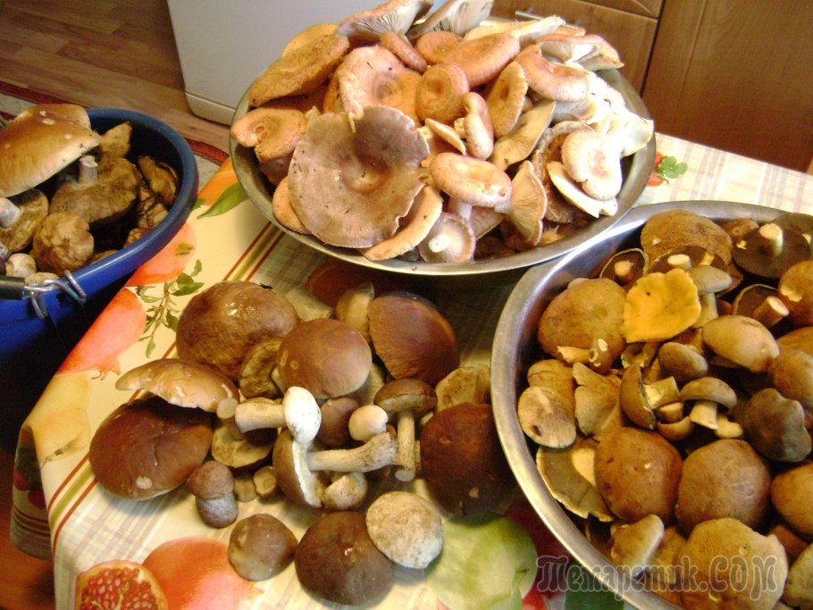 Много грибов дома