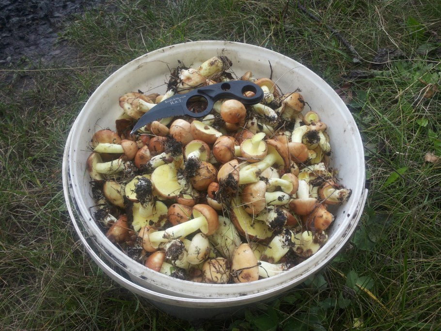 Грибы маслята в ведре