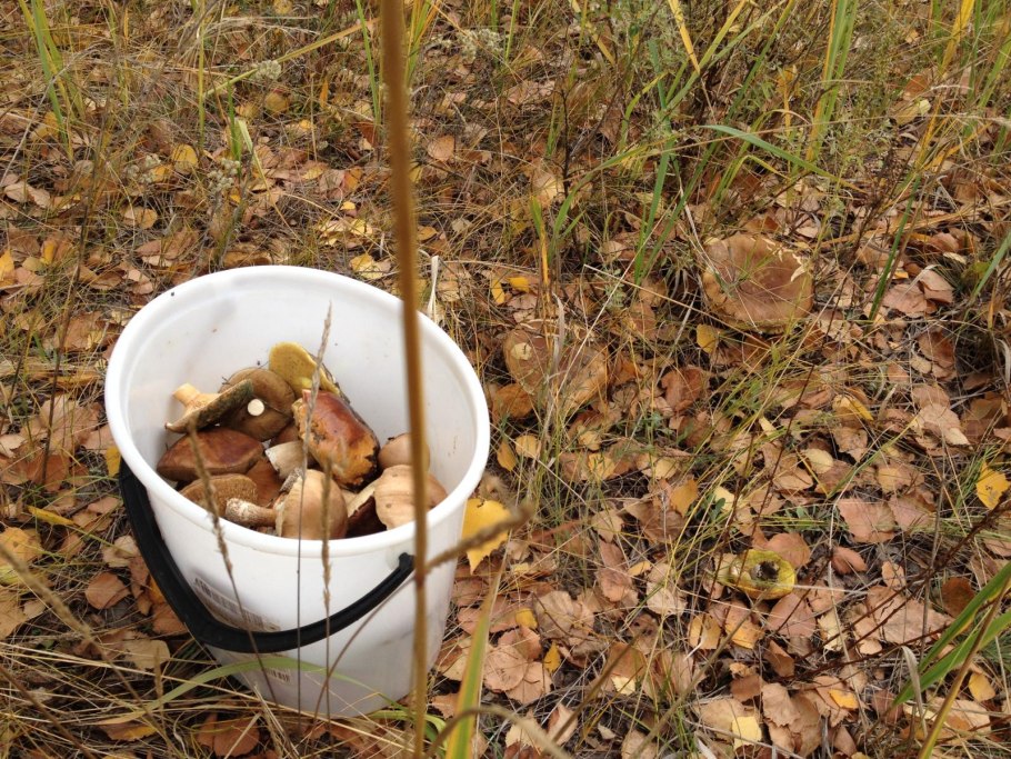 Осенние грибы ведро
