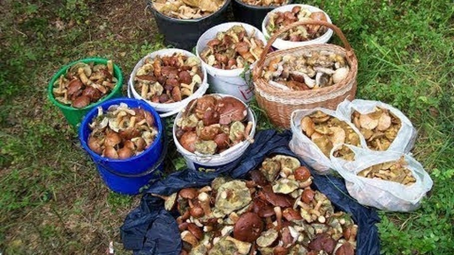 Грузди белые в ведре