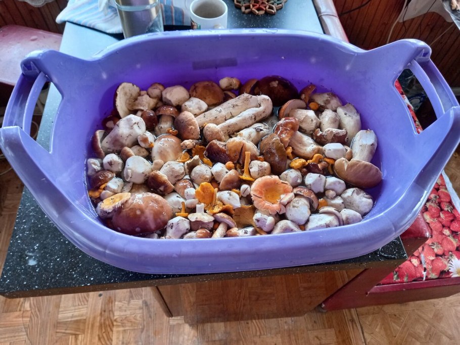 Много грибов