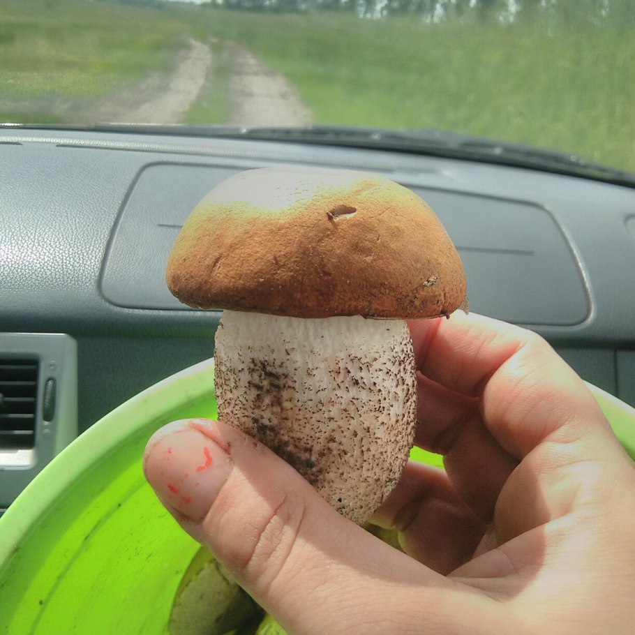 Машина грибов