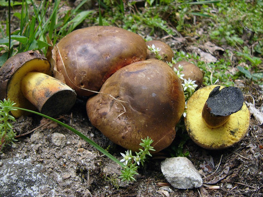 Боровик жёлтый boletus junquilleus