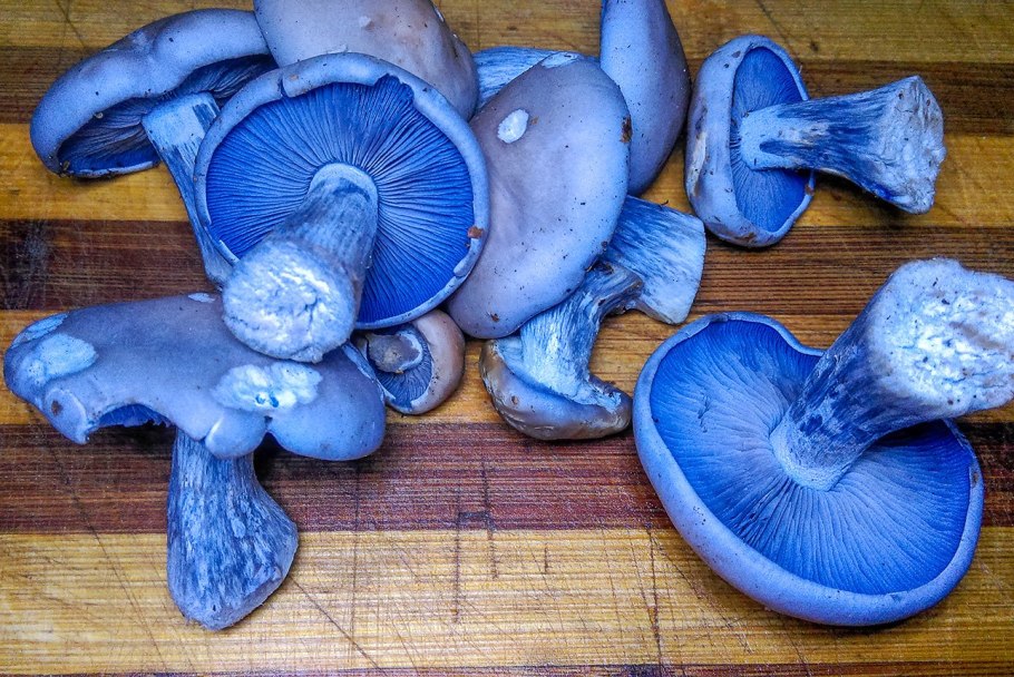 Синеножка гриб