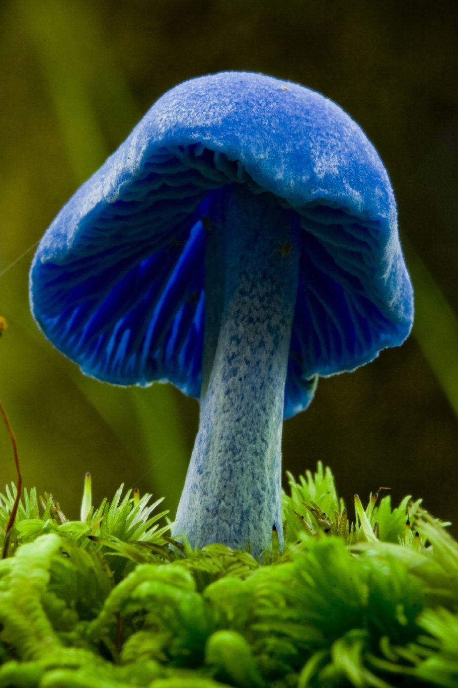 Blue mushroom