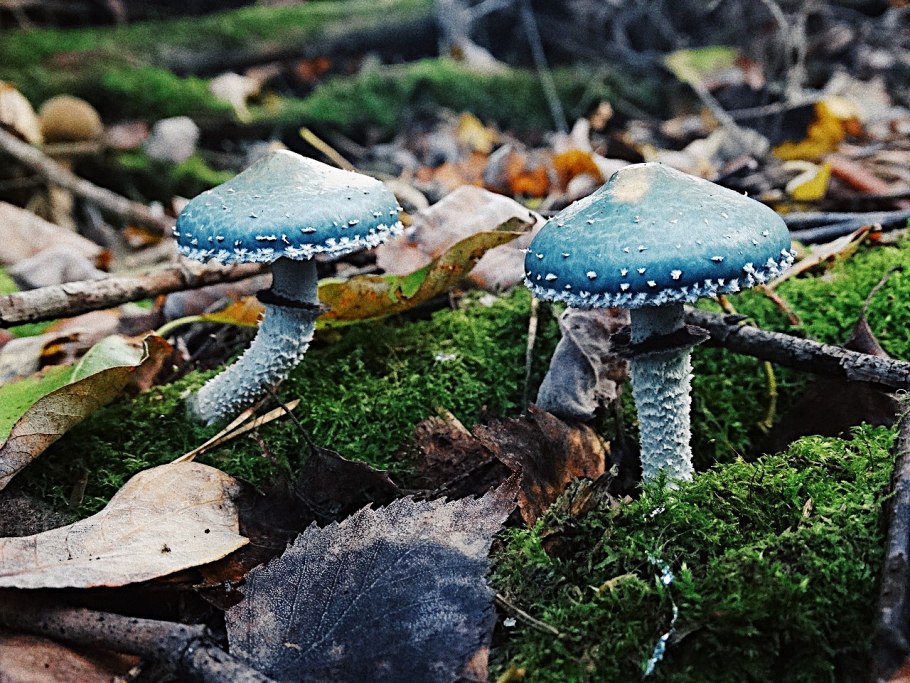 Строфария сине-зелёная stropharia aeruginosa