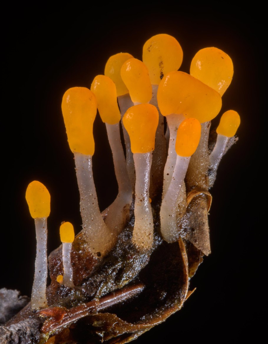 Грибы России на июнь