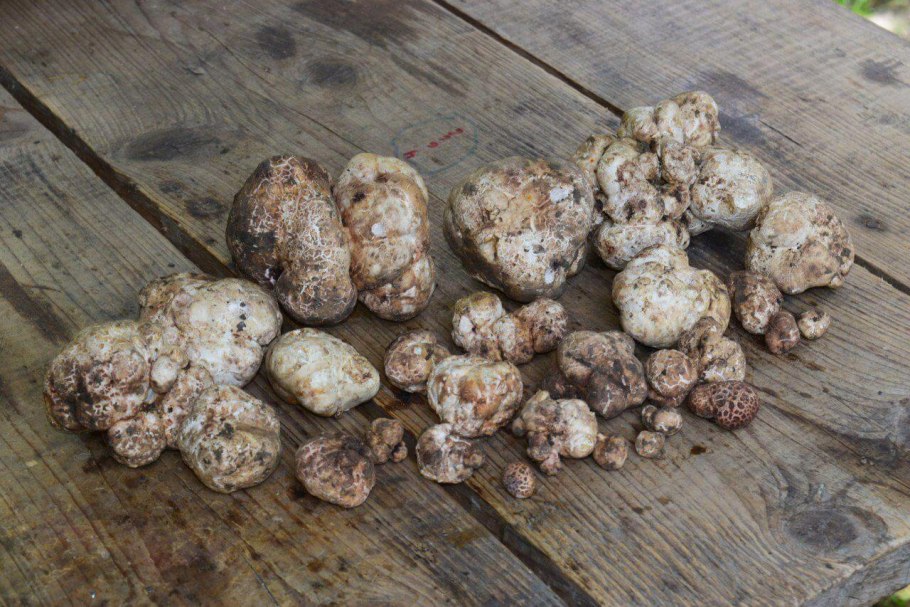 Трюфели и белые грибы