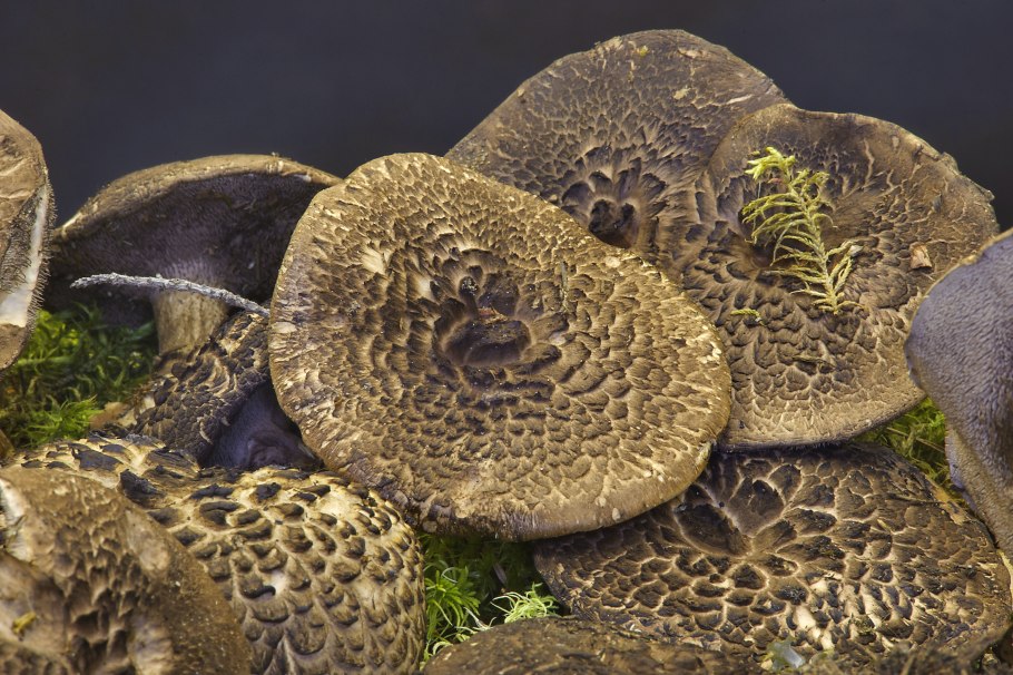 Ежовик пестрый Sarcodon imbricatus