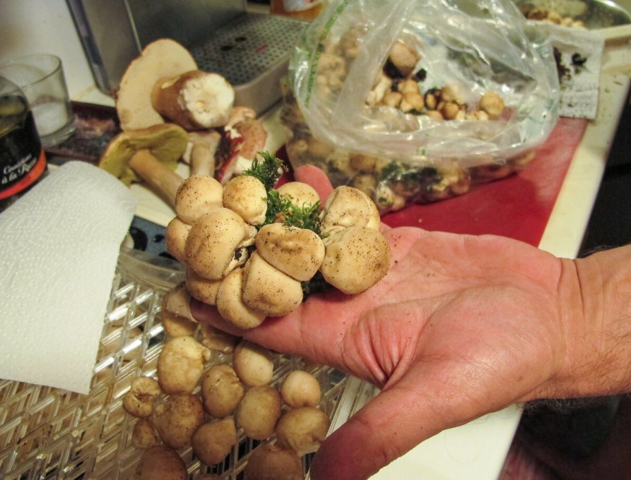 Итоги грибалки