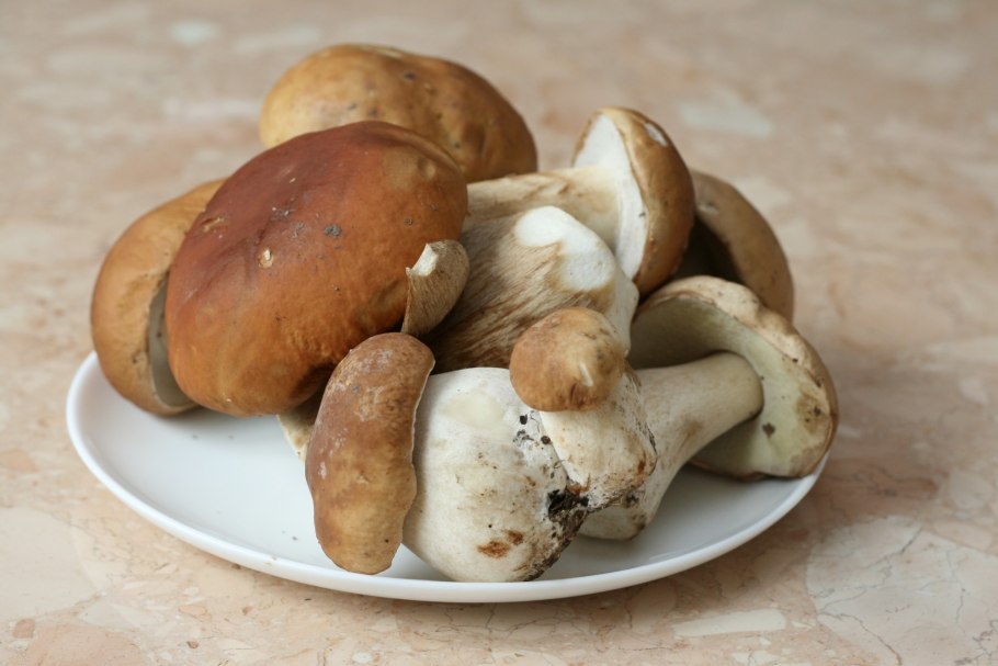 Целебные грибы