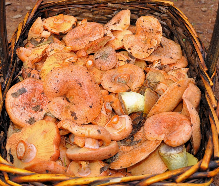 Рыжики опята лисички