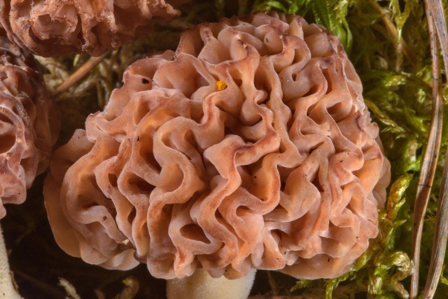 Сморчок текстура гриба