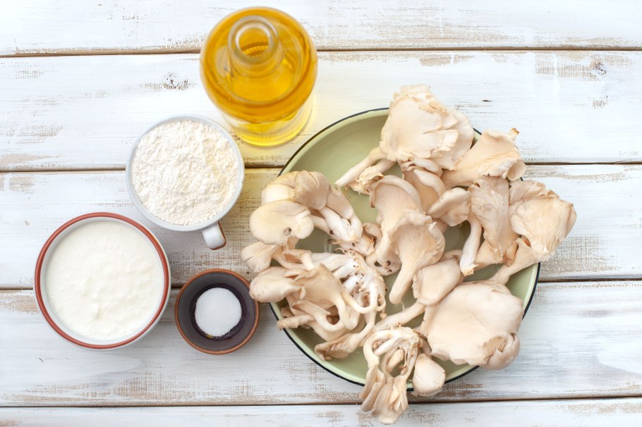 Вешенка гриб устрица