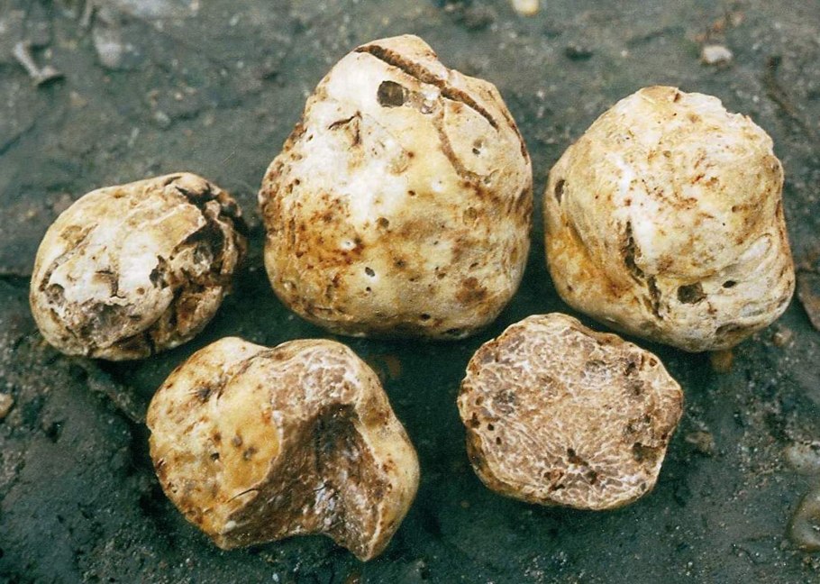 Земляной трюфель