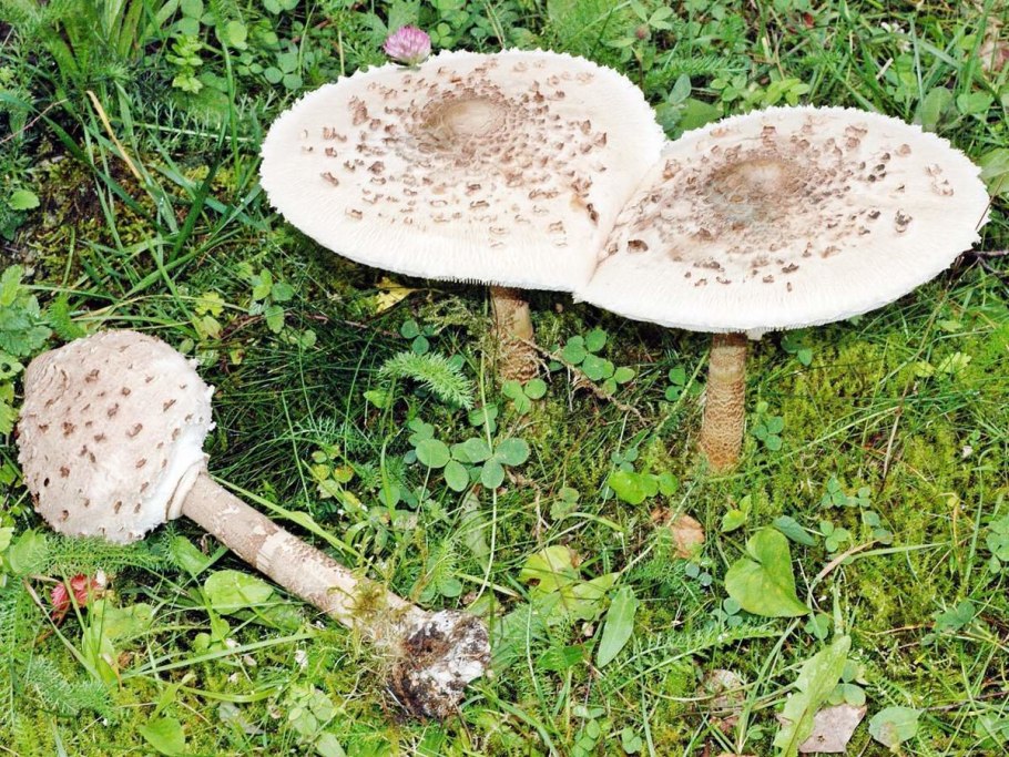 Грибы семейства шампиньоновых зонтики