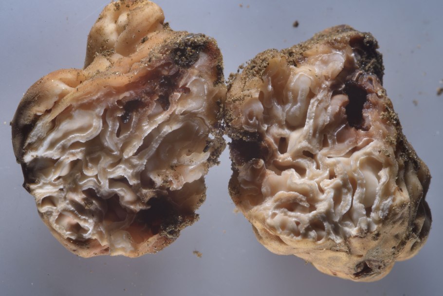 Гриб Дальневосточный трюфель