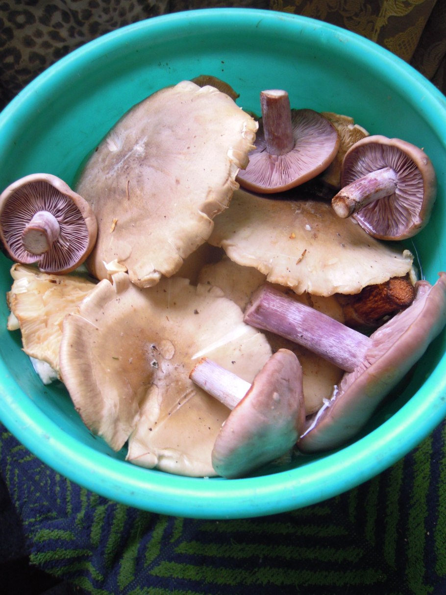 Грибы французский деликатес