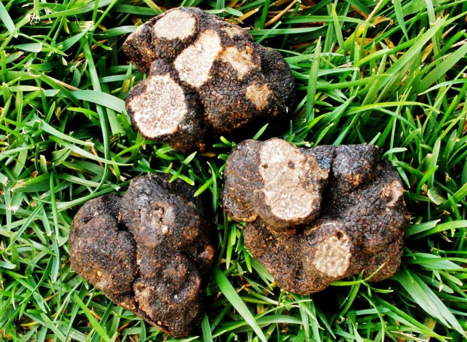 Земляной трюфель