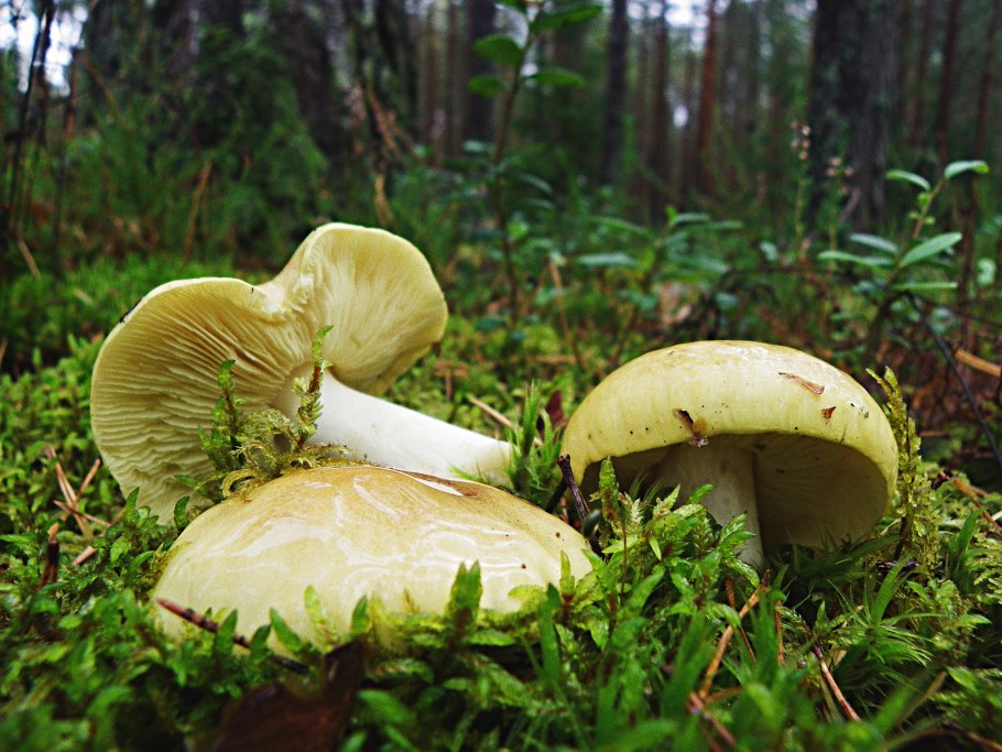 Зеленушка (Tricholoma equestre)