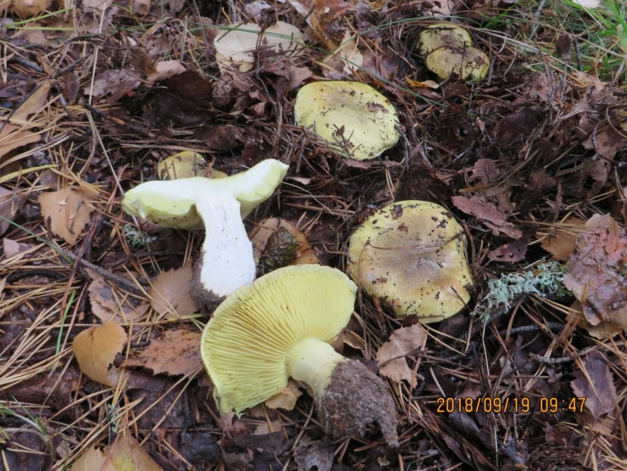 Зеленушка (Tricholoma equestre)
