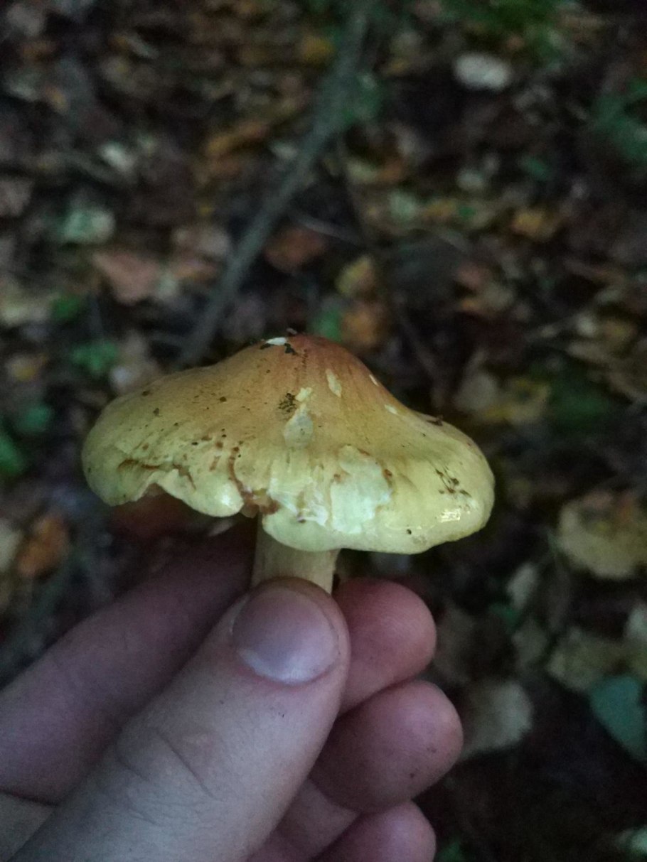 Tricholoma scalpturatum