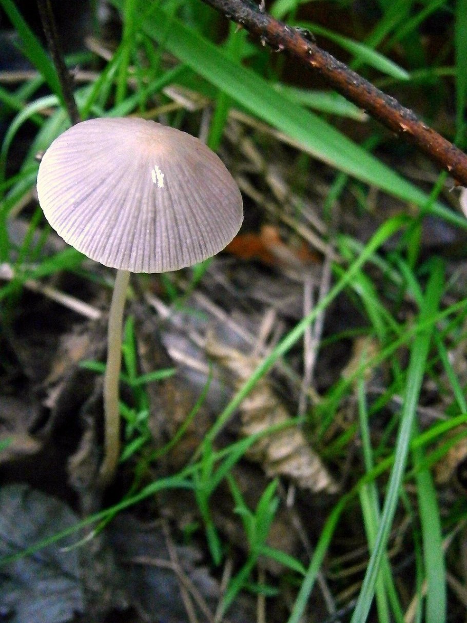 Грибы рода Agaricus