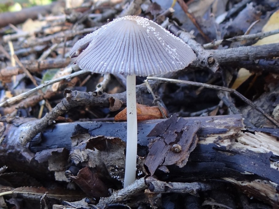 Распознавание грибов Прикубанском округе