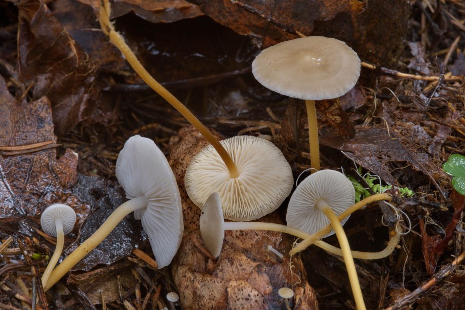 Мелкие серые грибы