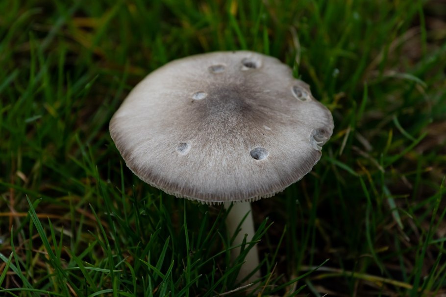 Паутинник блистательный