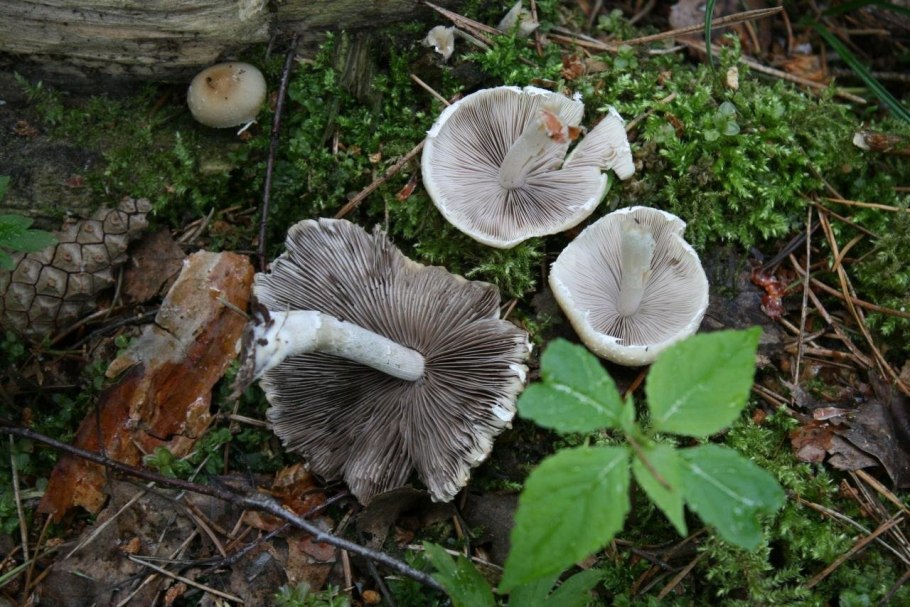 Плютей бледноватый (Pluteus satur)