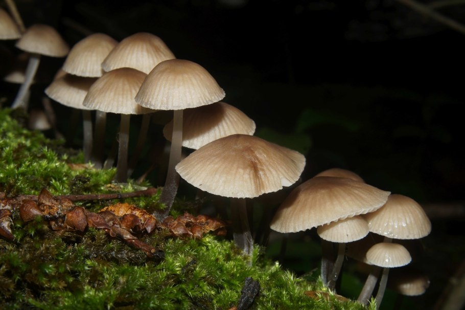 Гриб на тонкой ножке с коричневой шляпкой