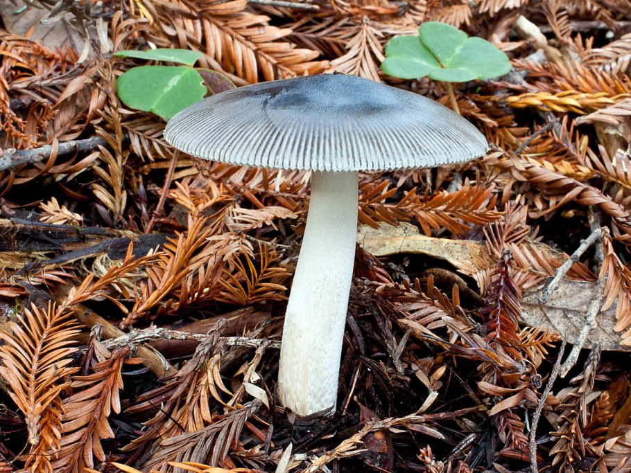 Поплавок серый (Amanita vaginata)