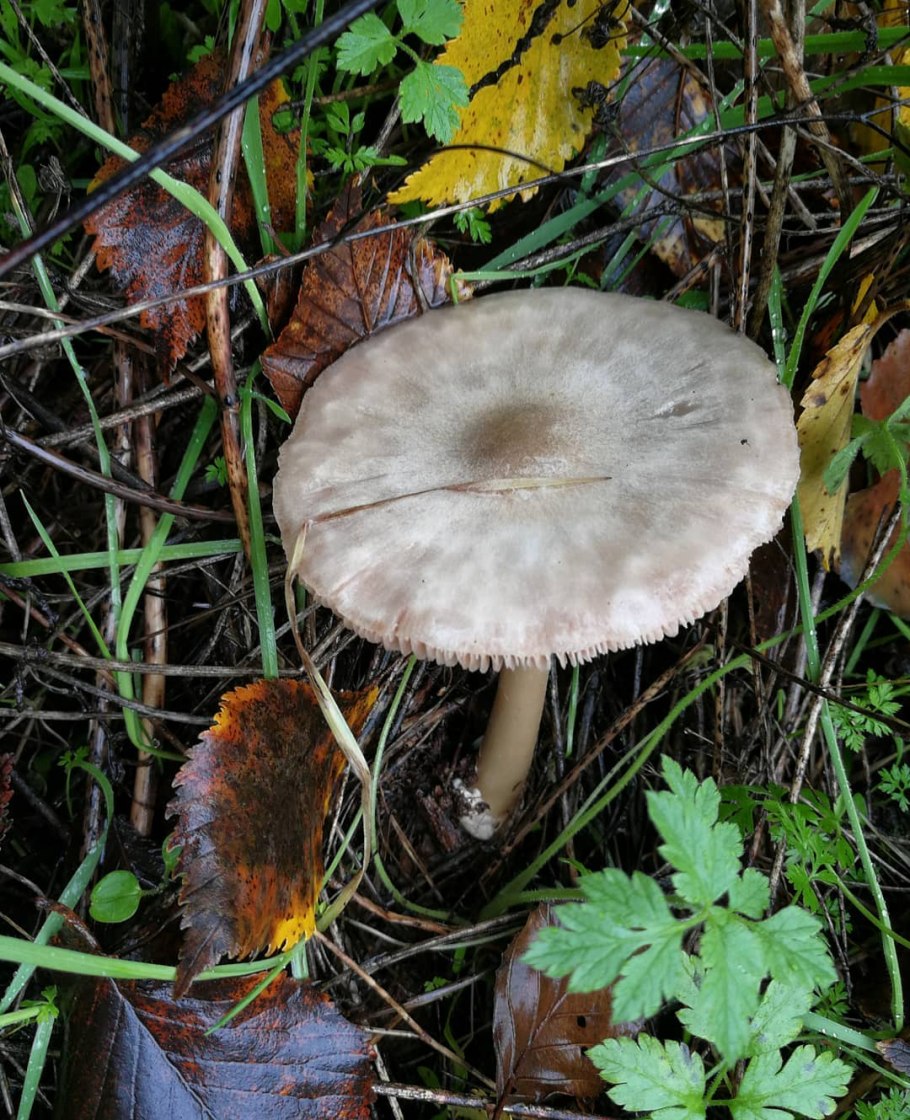 Грибы на тонкой длинной ножке