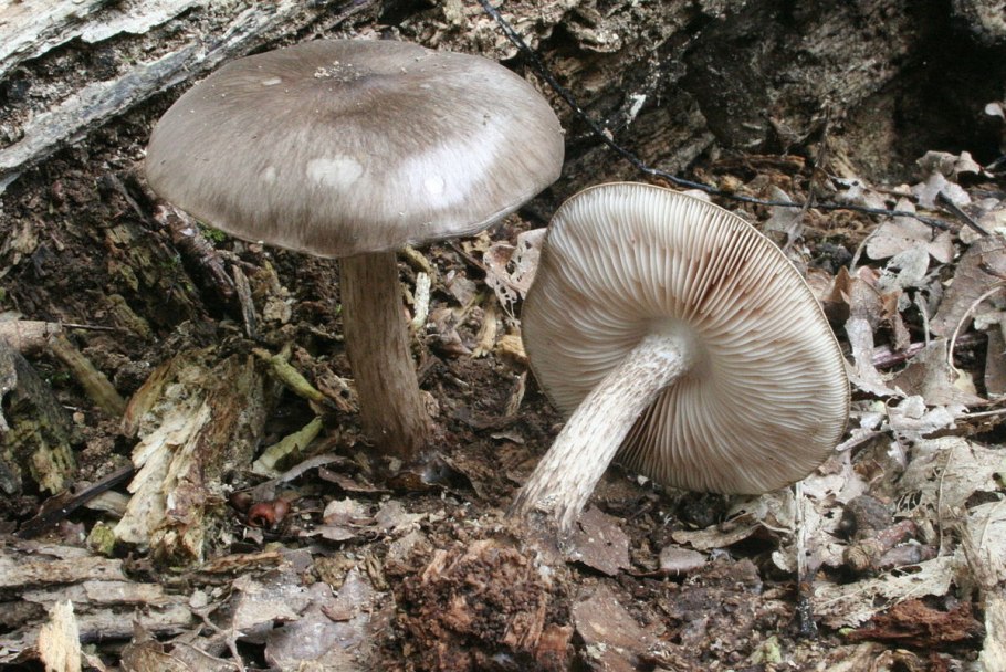 Pluteus cervinus гриб