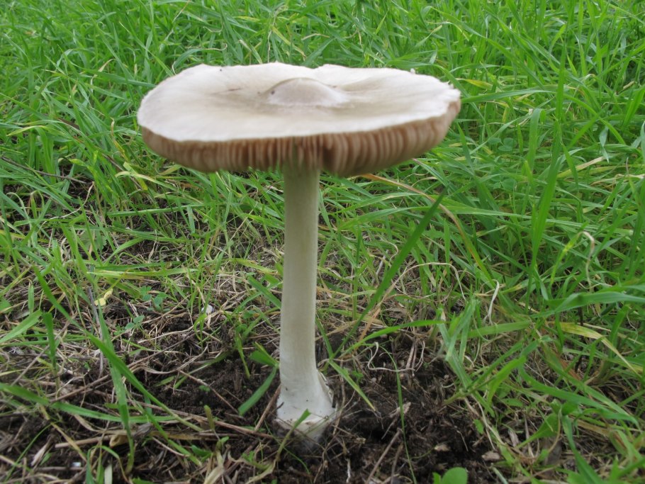Навозник белый Coprinus comatus